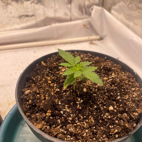 AK-47 growlog timeline photo