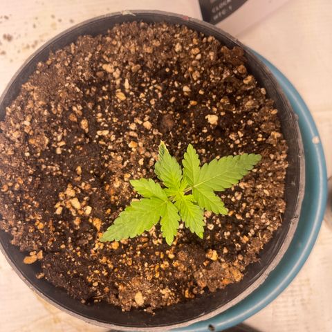 AK-47 growlog timeline photo