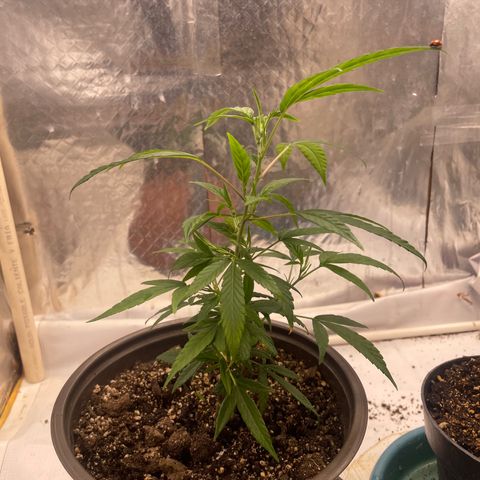Genética desconocida growlog timeline photo