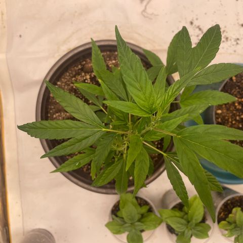 Genética desconocida growlog timeline photo