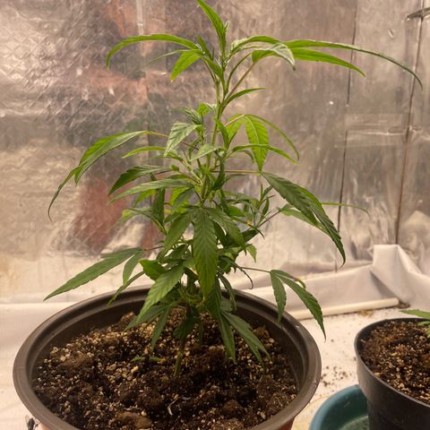 Genética desconocida growlog timeline photo