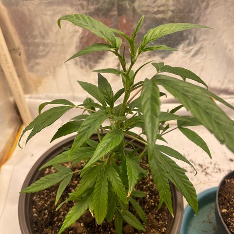 Genética desconocida growlog timeline photo