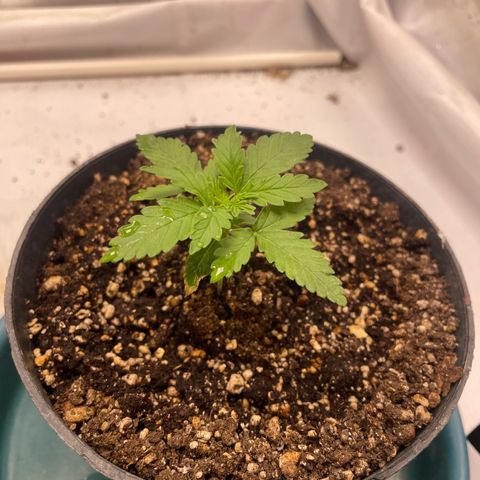 AK-47 growlog timeline photo