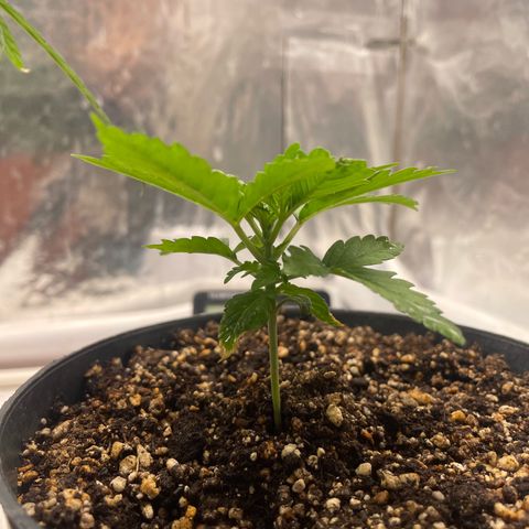 AK-47 growlog timeline photo