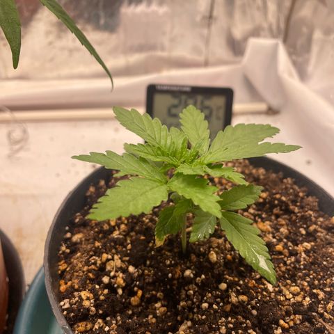 AK-47 growlog timeline photo