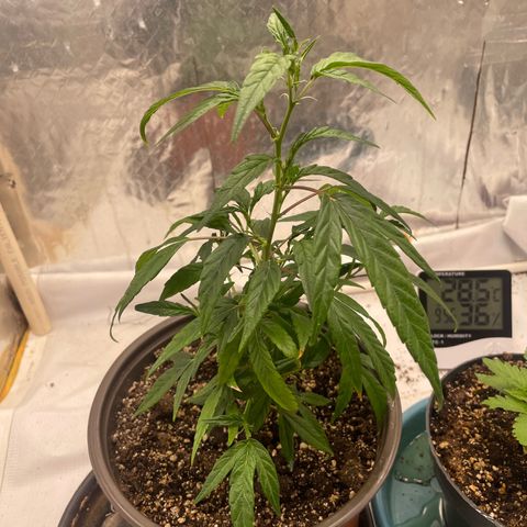 Genética desconocida growlog timeline photo