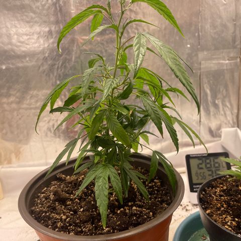 Genética desconocida growlog timeline photo