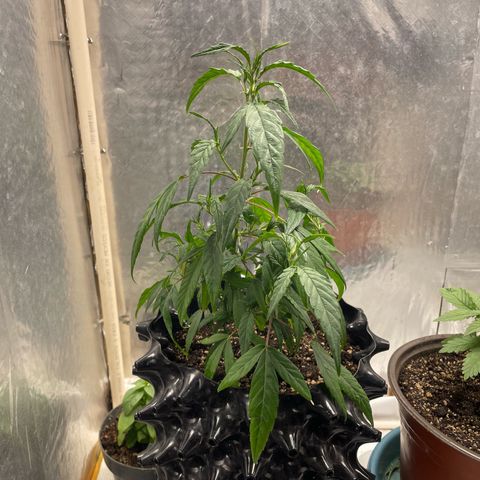 Genética desconocida growlog timeline photo