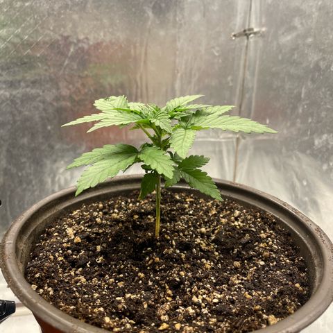 AK-47 growlog timeline photo