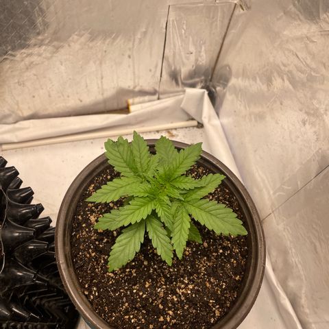 AK-47 growlog timeline photo
