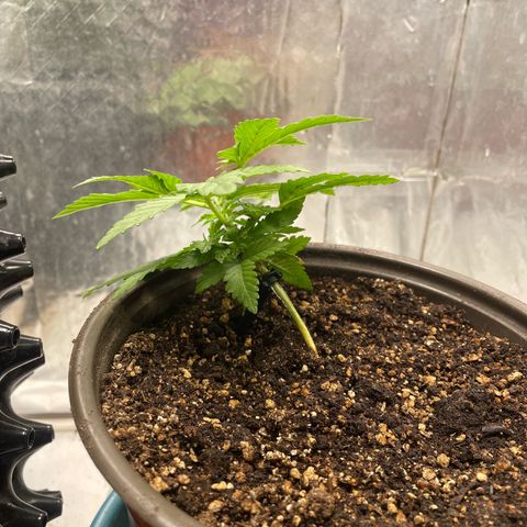 AK-47 growlog timeline photo
