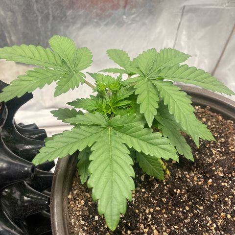 AK-47 growlog timeline photo