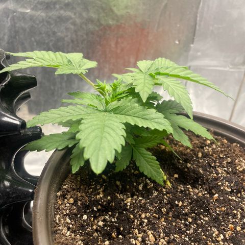 AK-47 growlog timeline photo