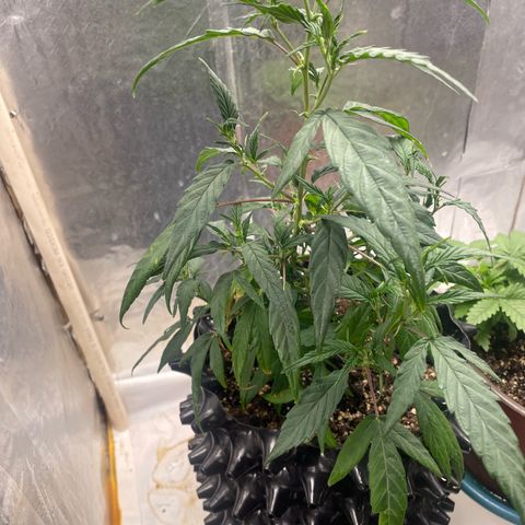 Genética desconocida growlog timeline photo