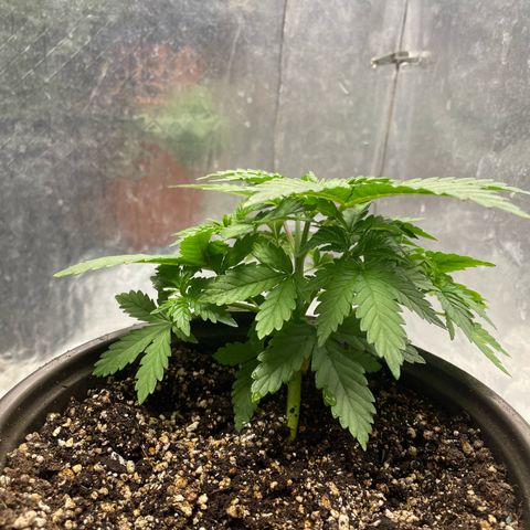 AK-47 growlog timeline photo