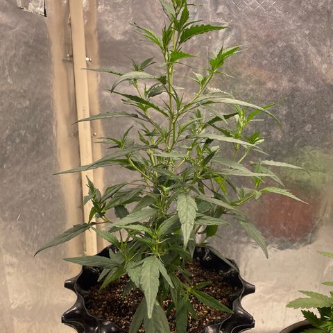Genética desconocida growlog photo: 38 cm 