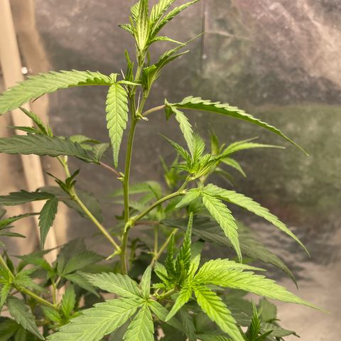 Genética desconocida growlog timeline photo