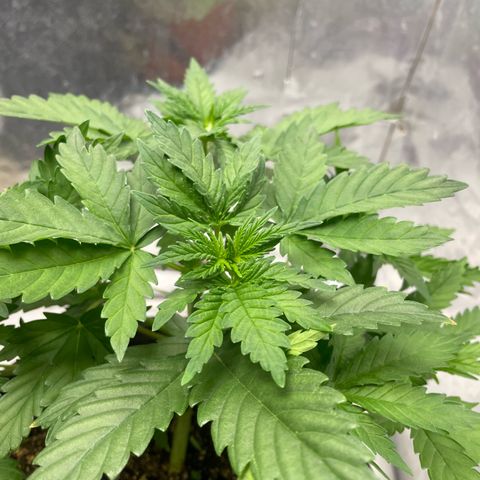 AK-47 growlog timeline photo