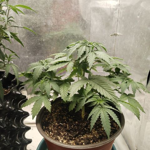 AK-47 growlog timeline photo