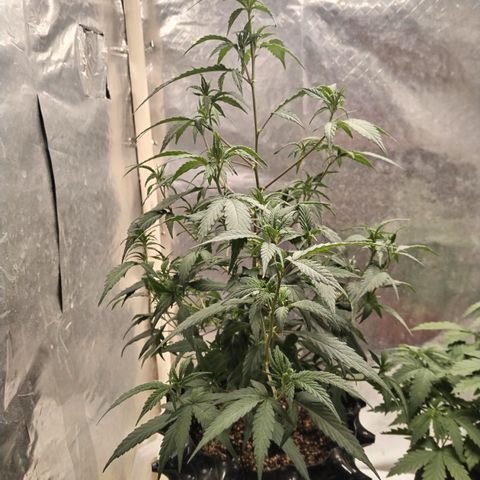 Genética desconocida growlog timeline photo