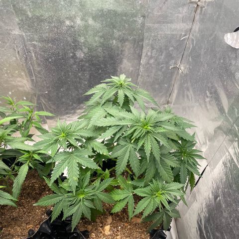 AK-47 growlog timeline photo