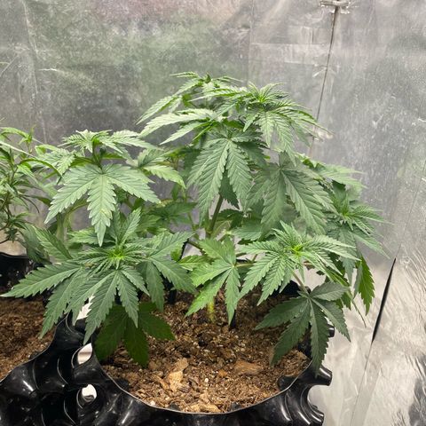 AK-47 growlog timeline photo