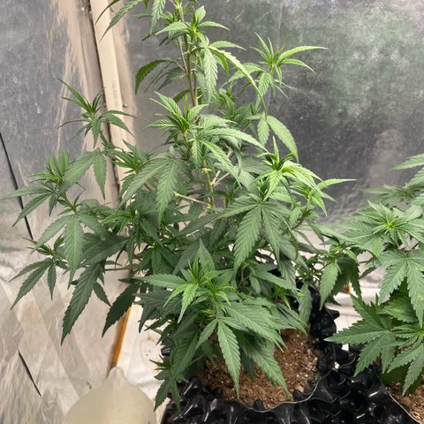 Genética desconocida growlog timeline photo