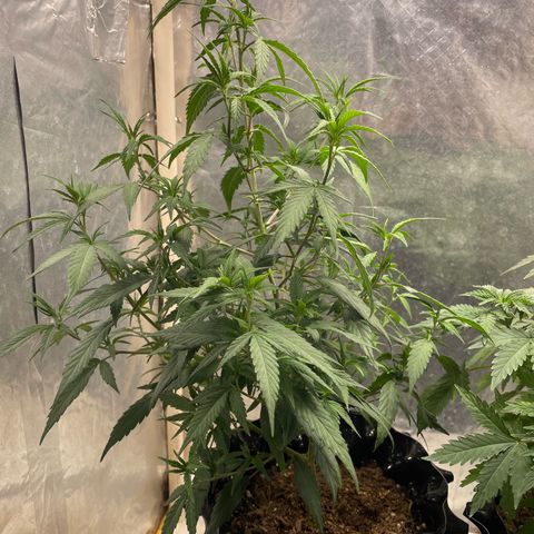 Genética desconocida growlog timeline photo