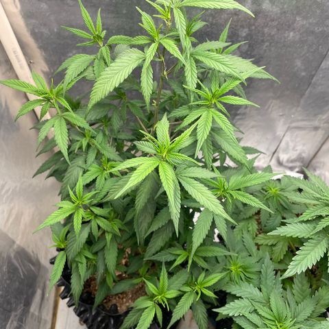 Genética desconocida growlog timeline photo