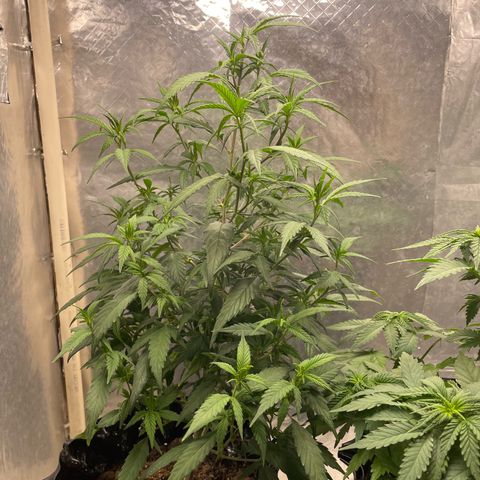Genética desconocida growlog timeline photo