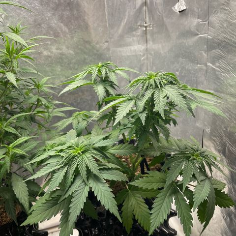 AK-47 growlog timeline photo