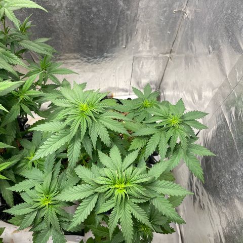 AK-47 growlog timeline photo