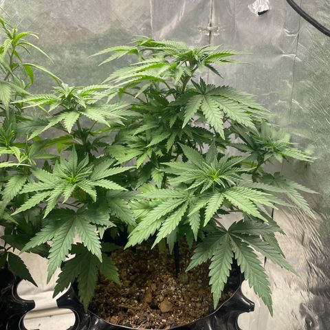 AK-47 growlog timeline photo