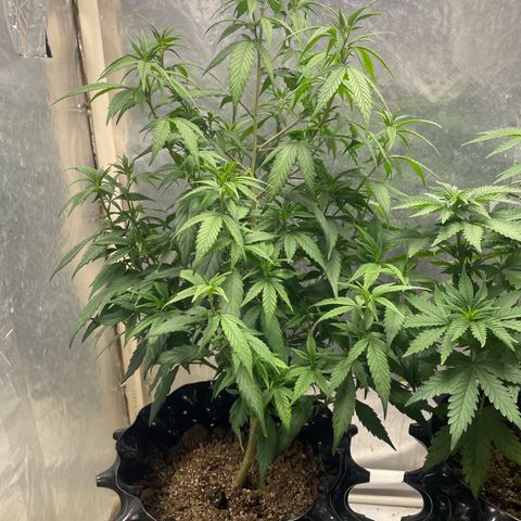 Genética desconocida growlog timeline photo