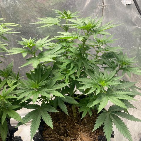 AK-47 growlog timeline photo