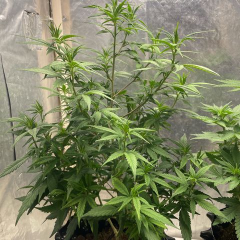 Genética desconocida growlog timeline photo