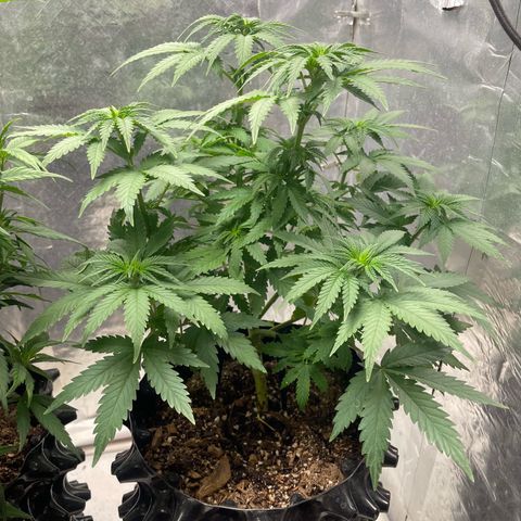 AK-47 growlog timeline photo