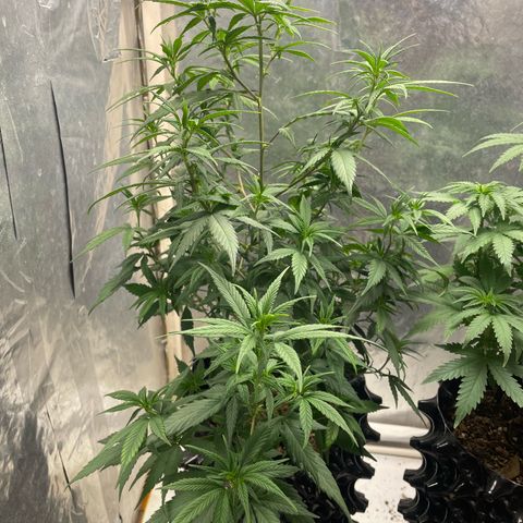 Genética desconocida growlog timeline photo