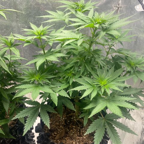 AK-47 growlog timeline photo