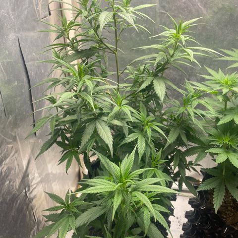 Genética desconocida growlog timeline photo