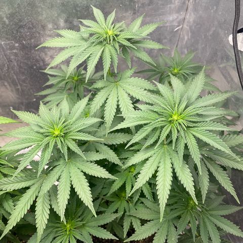 AK-47 growlog timeline photo
