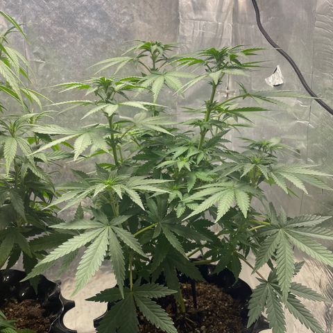 AK-47 growlog timeline photo