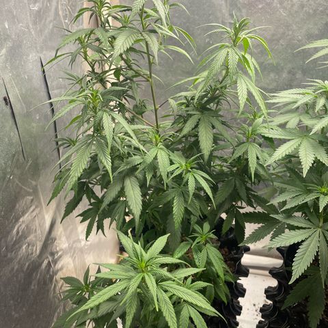 Genética desconocida growlog timeline photo