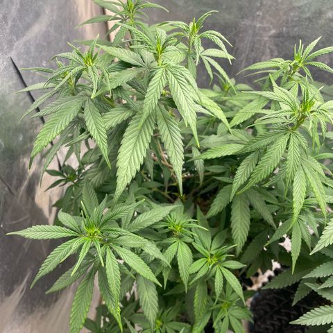 Genética desconocida growlog timeline photo
