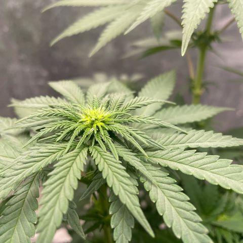 AK-47 growlog timeline photo