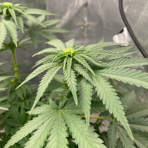 AK-47 growlog timeline photo
