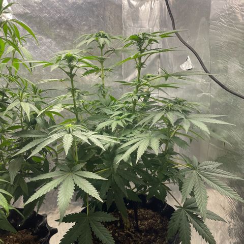 AK-47 growlog timeline photo