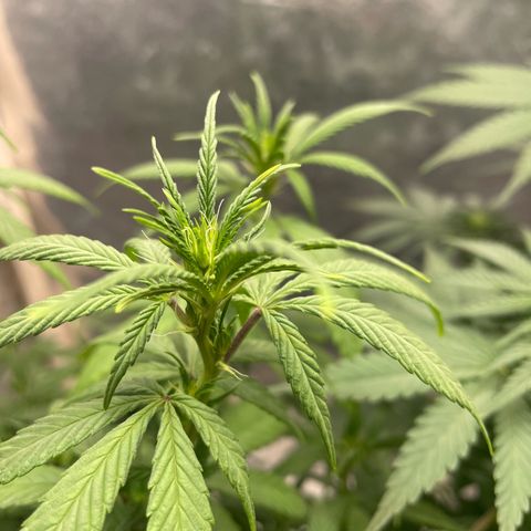 Genética desconocida growlog timeline photo