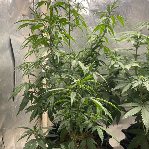 Genética desconocida growlog timeline photo