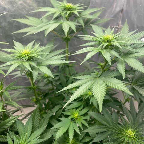 AK-47 growlog timeline photo